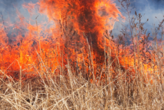wildfire 